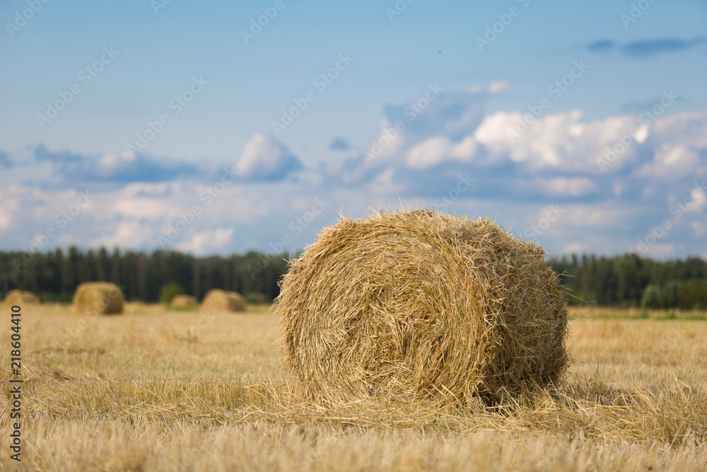 Yellow haystack on wheat field under the beautiful blue cloudy sky Yellow haystack on wheat field under the beautiful blue cloudy sky