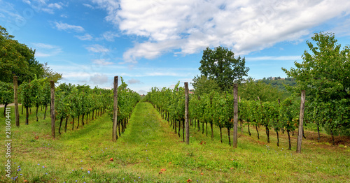Vineyards with rows of grapevine in Gorska Brda, Slovenia photo