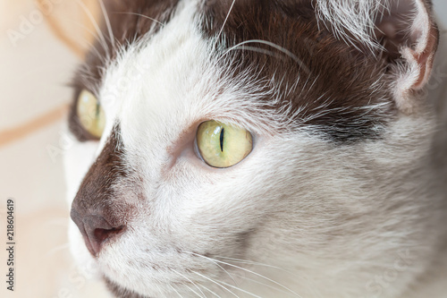 Close-up of white brown cat face and looking other way. © visitr
