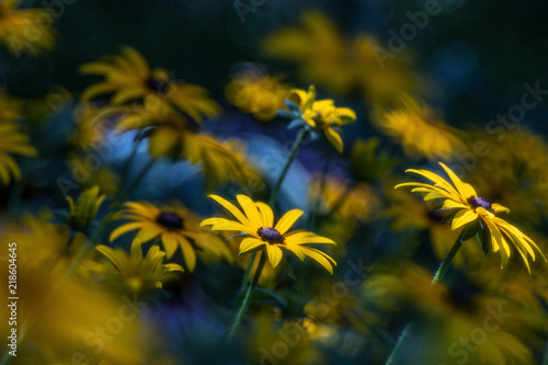 Yellow Flowers, Light, Shade and Bokeh photo