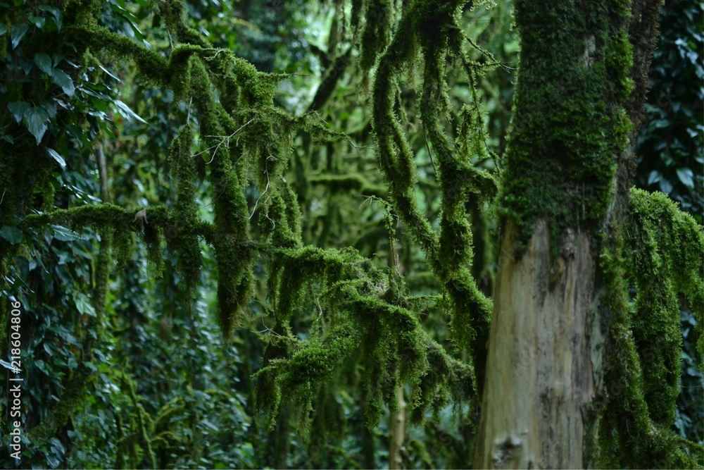 Forest in dark Forest in dark