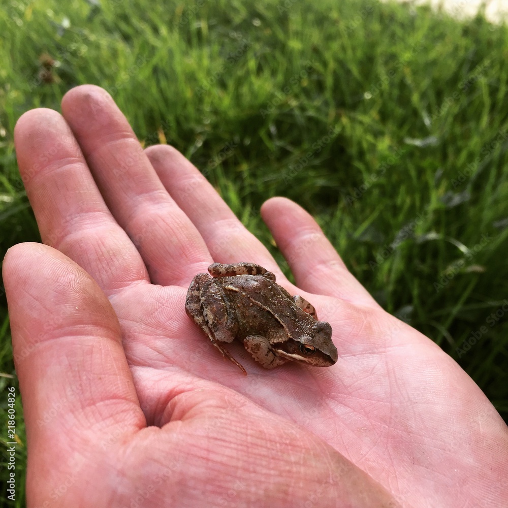 Obraz premium Tiny Brown Frog Resting on a Human Hand