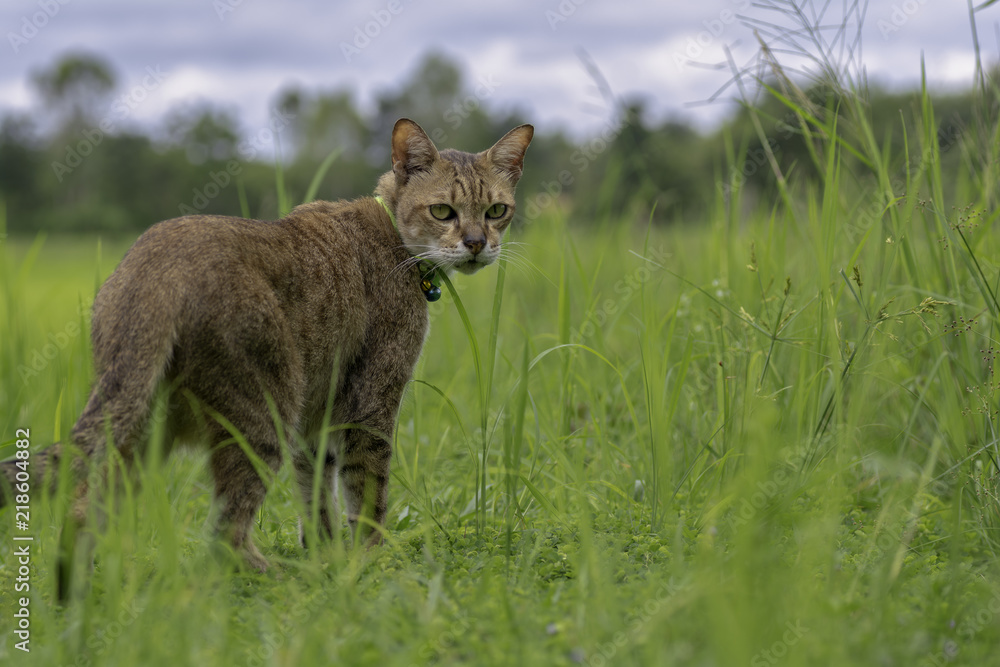 Obraz premium Cats stood in the meadow in the morning.