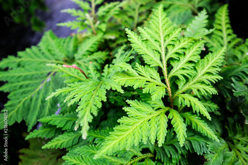 green leaves fern texture background.