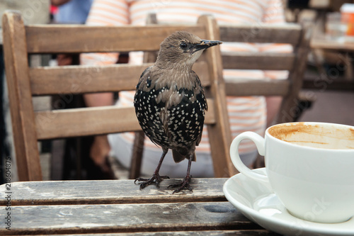 Young starling on a wooden table with a white cup