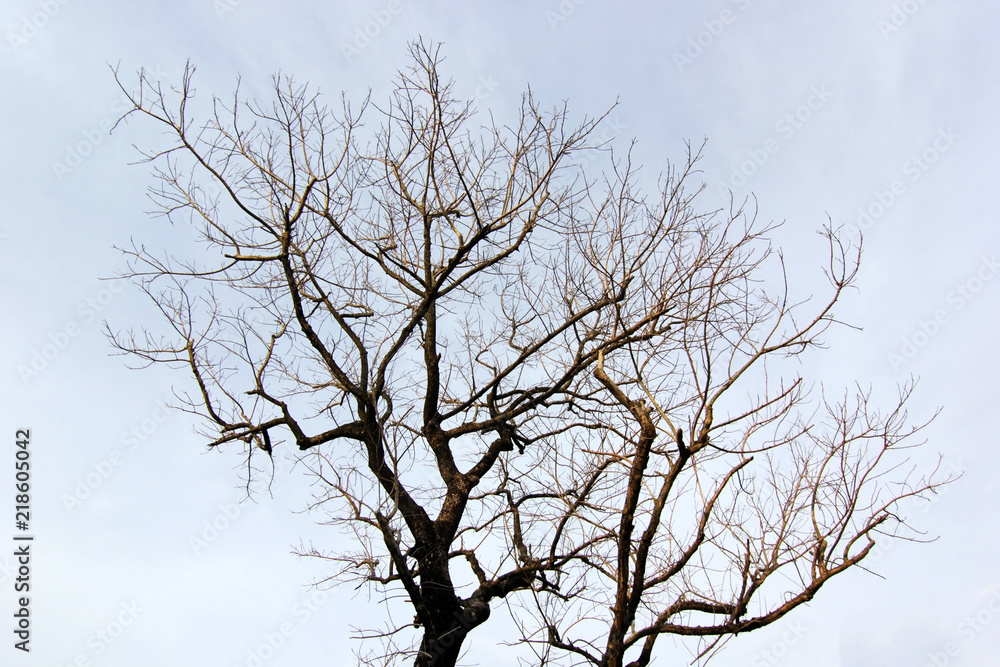 dead tree with beautiful sky background dead tree with beautiful sky background