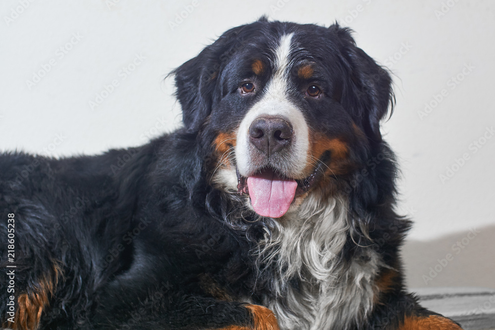 sennenhund portrait of a big black and brown dog