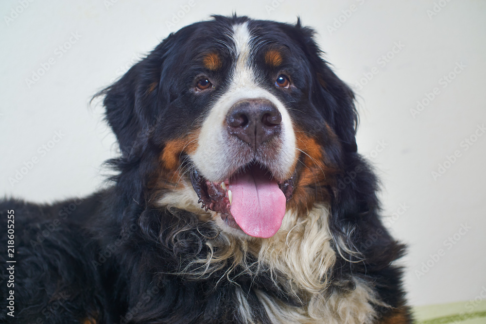 sennenhund portrait of a big black and brown dog