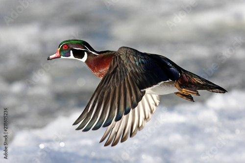 Canvas Print Wood duck male (Aix sponsa) with colourful wings taking flight over the winter s
