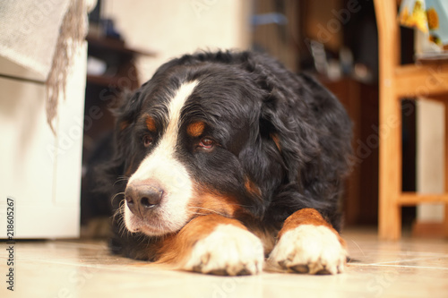 sennenhund a big black and brown dog. portrait of a dog bored house