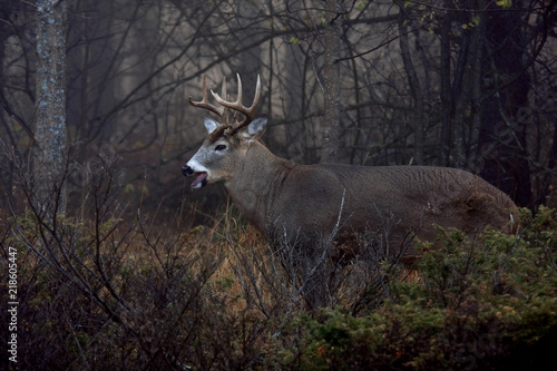 White-tailed deer buck walking through the meadow with his tongue out during the autumn rut in Canada