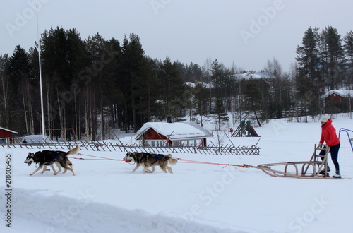 sleding through the snow with huskies in lapland, finland © Mira