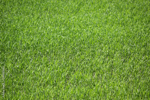 green grass as background or texture