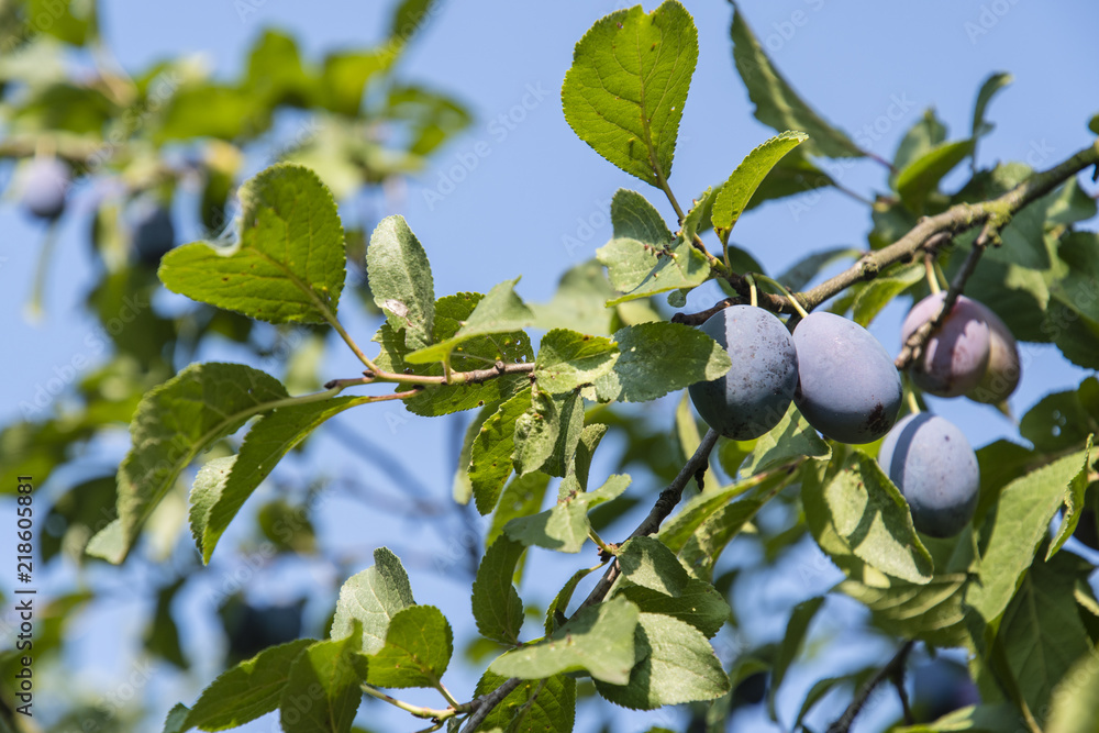 Ripe violet plums on a tree.