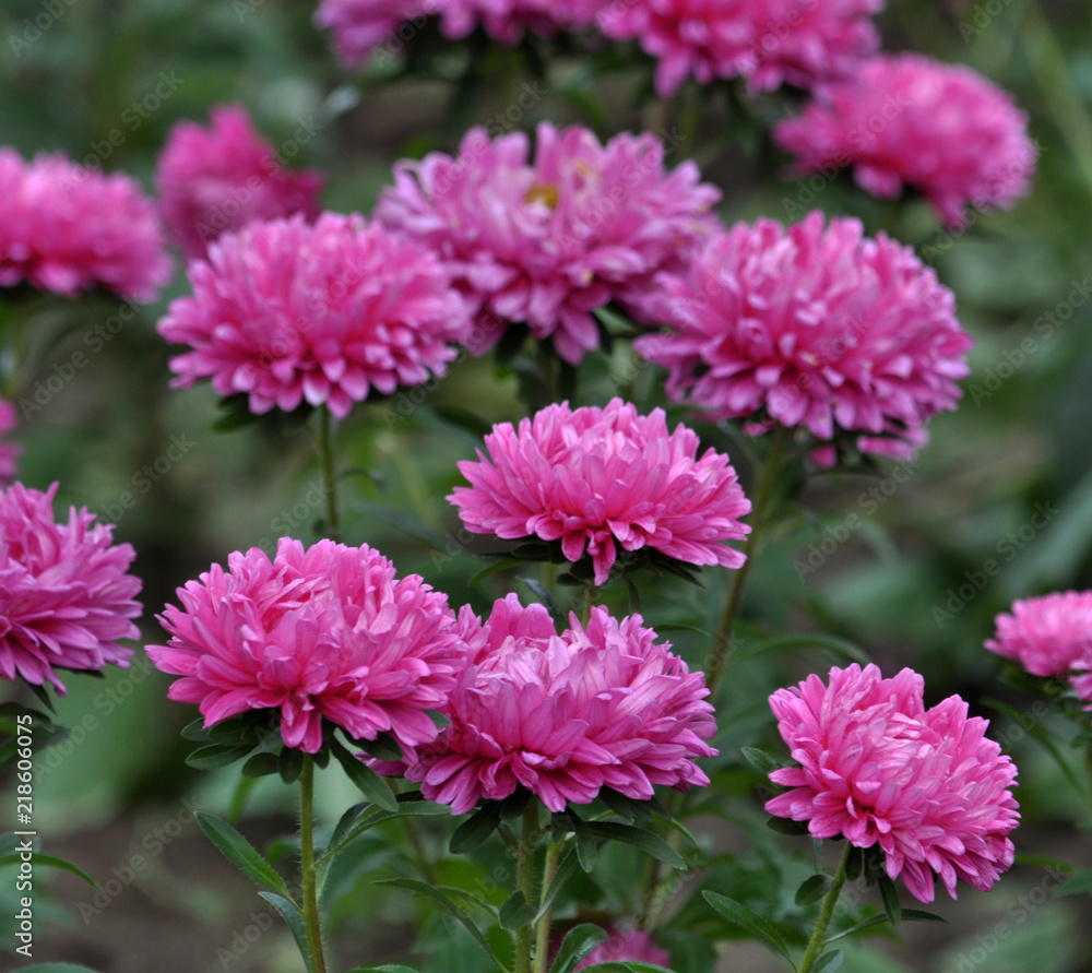 In a flower garden, pink asters blossom In a flower garden, pink asters blossom