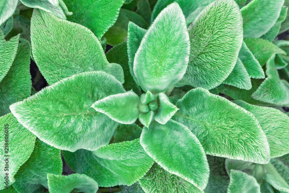 Fotografia Green leaf background. Soft, fluffy Stahis leaves.