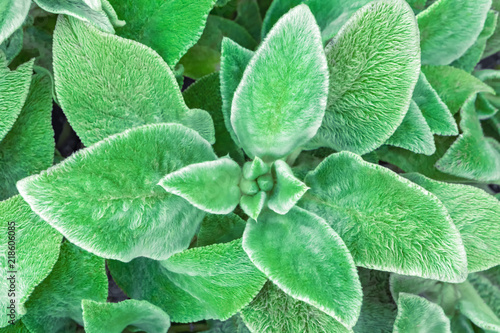 Green leaf background. Soft, fluffy Stahis leaves.