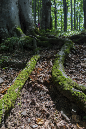 Trees with interesting shapes at the forest on the way to Kozya stena hut. The mountain in the central Balkan astonishes with its beauty, fresh air and magnetism.