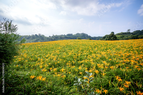 The Orange daylily(Tawny daylily) flower farm at chih-ke Mountain(chi ke shan) with blue sky and cloud, Hualian , Taiwan