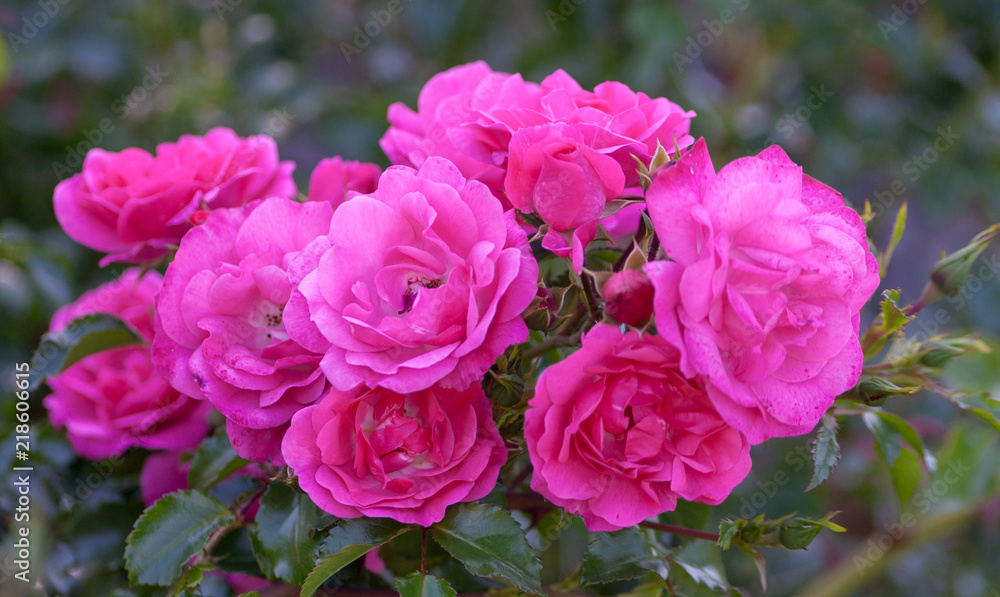 rose grade heidetraum, semi-double, cup-shaped flowers of dense pink color, rose of deep pink color, rose grade heidetraum, semi-double, cup-shaped flowers of dense pink color, rose of deep pink color,