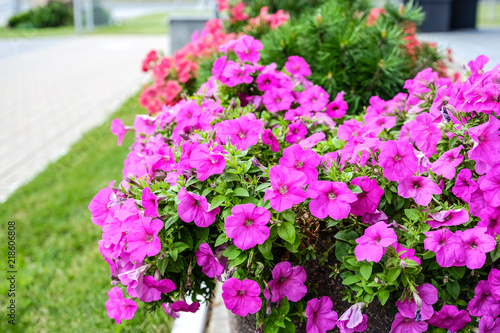 Beautiful flowers in the open air. Designer wicker basket