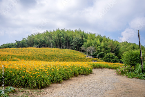 The Orange daylily(Tawny daylily) flower farm at chih-ke Mountain(chi ke shan) with blue sky and cloud, Hualian , Taiwan