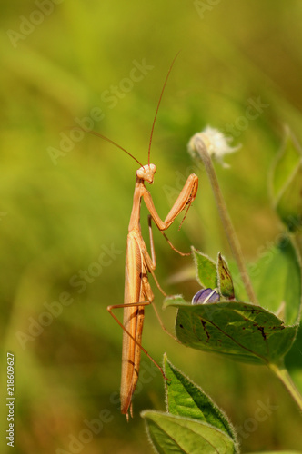 Mantil religiosa, praying mantis