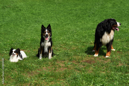 Group of dog sits on a meadow.