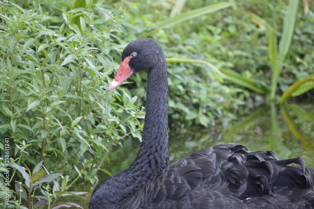 Fototapeta premium Black Swan