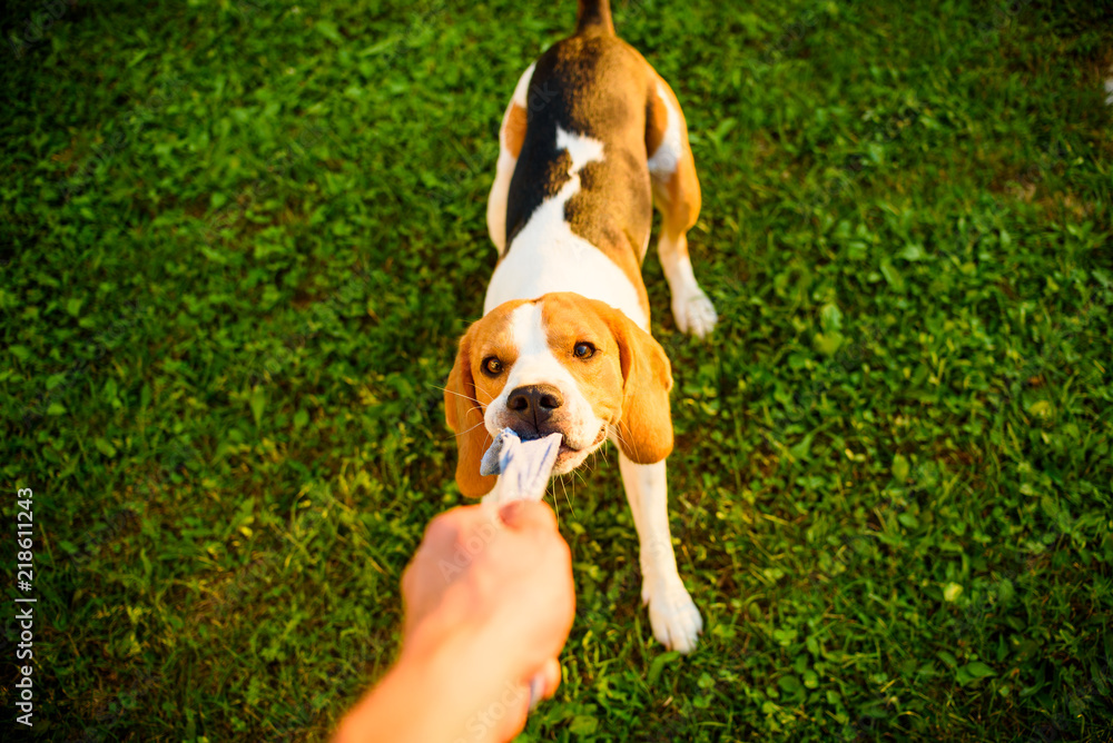 Dog beagle Pulls strap toy sock and Tug-of-War Game in garden outdoors summer day Dog beagle Pulls strap toy sock and Tug-of-War Game in garden outdoors summer day