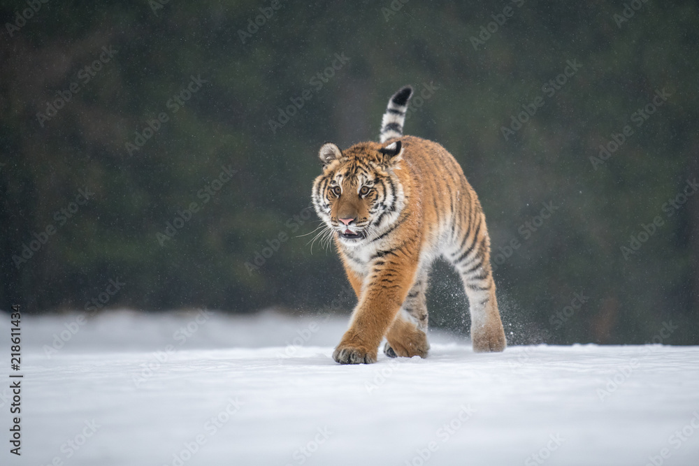 Obraz premium Siberian Tiger in the snow (Panthera tigris)