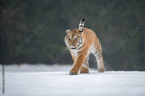 Siberian Tiger in the snow (Panthera tigris) © vaclav