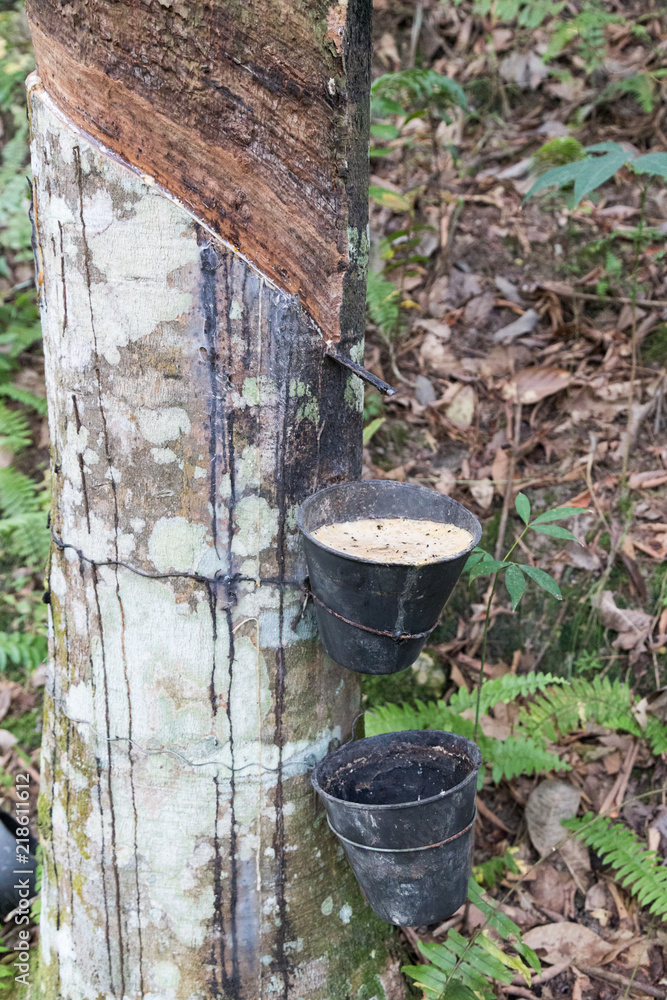 Ageing rubber tree with cuts tapped for latex