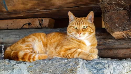 Red cat on a brick wall in the Swiss village of Soglio in the Val Bergell (or Bregaglia)