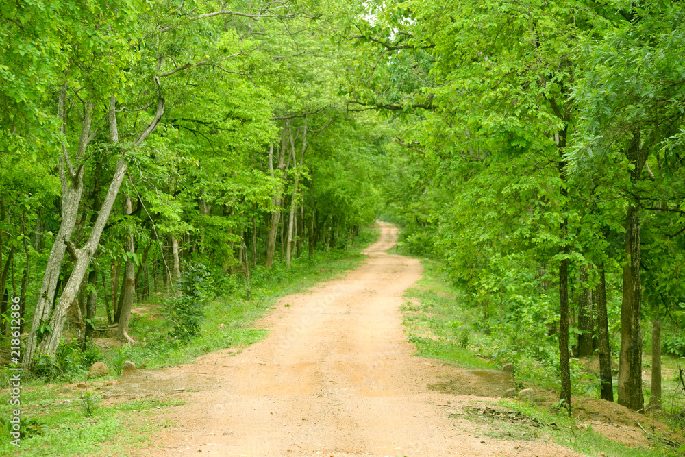 forest environment road nature beauty forest environment road nature beauty