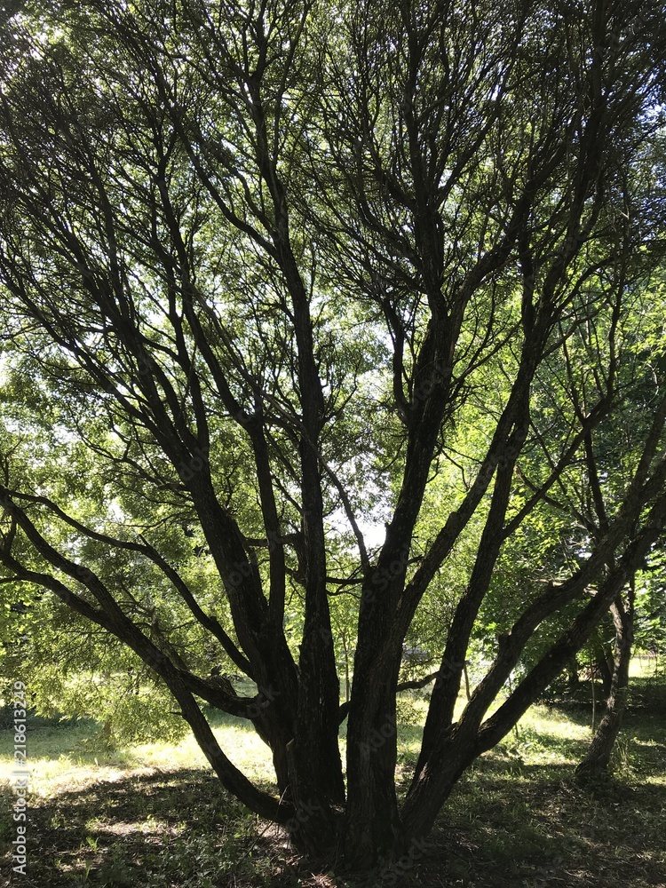 Fototapeta premium Tree