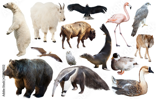 set of north american animals isolated