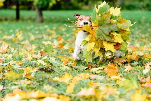 Fototapeta Naklejka Na Ścianę i Meble -  Dog fetching thanksgiving colorful bouquet made of maple leaves