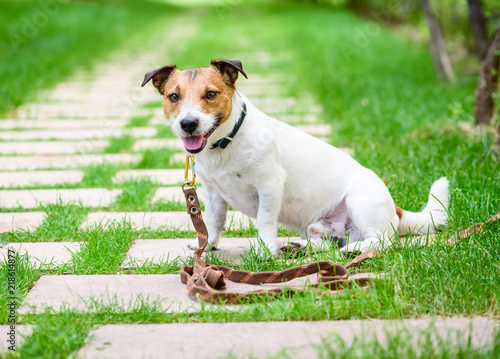 Fototapeta Naklejka Na Ścianę i Meble -  Dog training accessory concept with dog tethered with long line leash rope