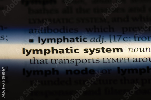 lymphatic system