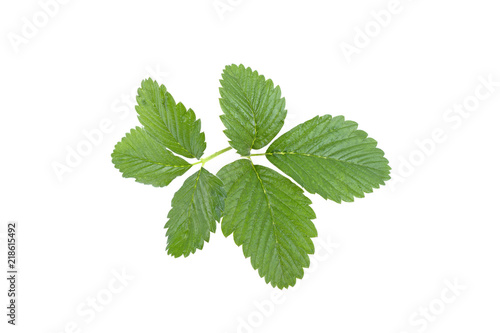 strawberry leaves close-up isolated on white background