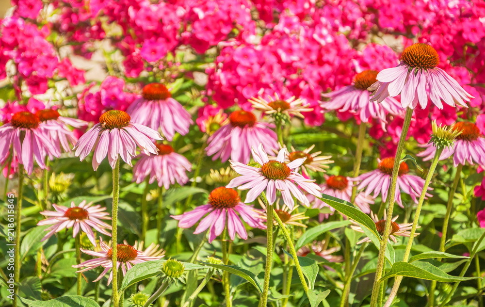 Obraz premium Bright pink flowers on a flowerbed in a summer garden