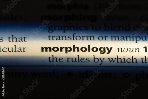 morphology