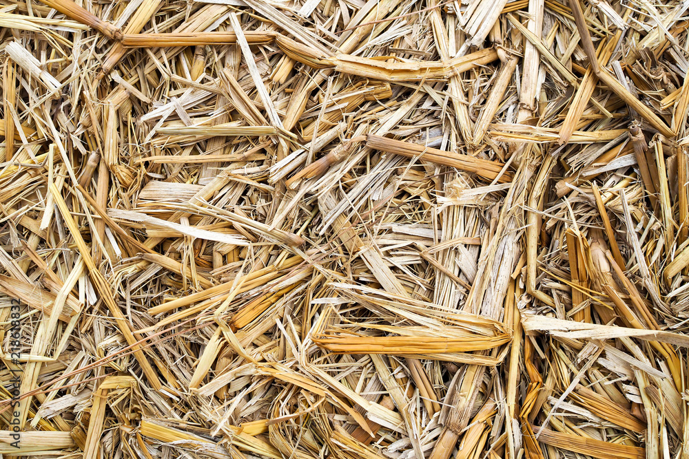 Closeup of dry straw texture nature background Closeup of dry straw texture nature background