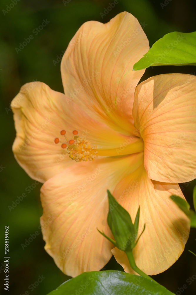 Chinesischer Roseneibisch Chinesischer Roseneibisch
