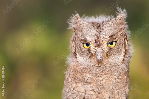 Young European scops owl (Otus scops) sitting on a branch. Close Up