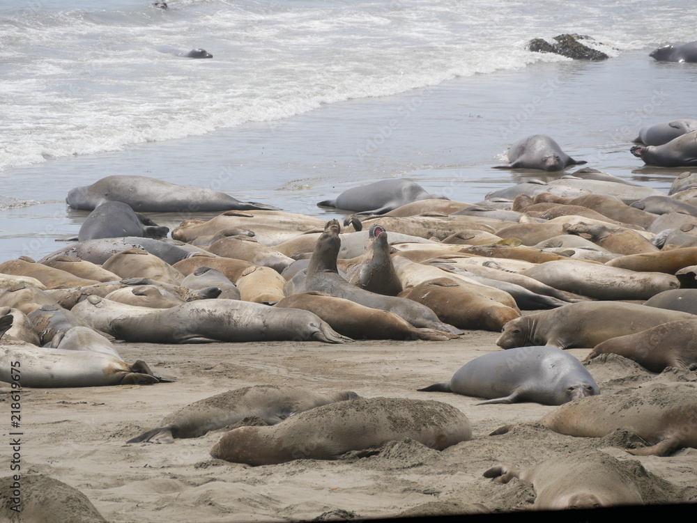 Fototapeta premium See-Elefanten am Pacific Coast Highway