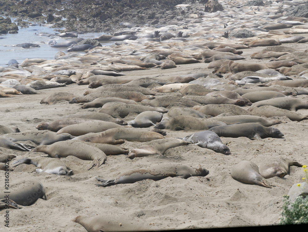 Fototapeta premium See-Elefanten am Pacific Coast Highway