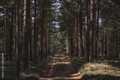 Pine tree aley