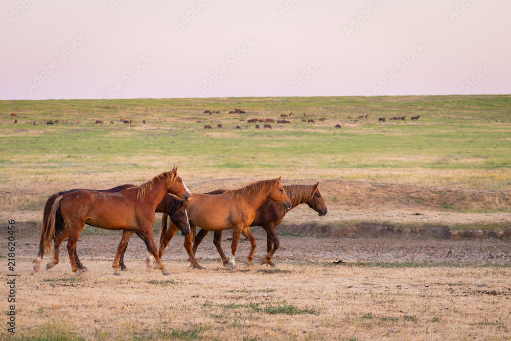 Wild horses grazing in a field at sunrise Wild horses grazing in a field at sunrise